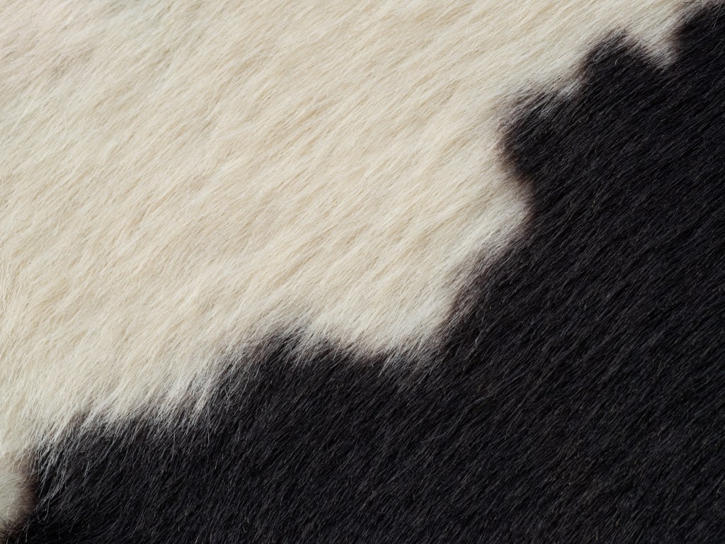 Black and white hair texture reminiscent of cow spots.