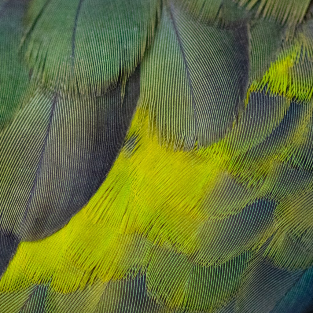Macro photography of green bird feathers, one shade dark/blue, the other light/yellow.