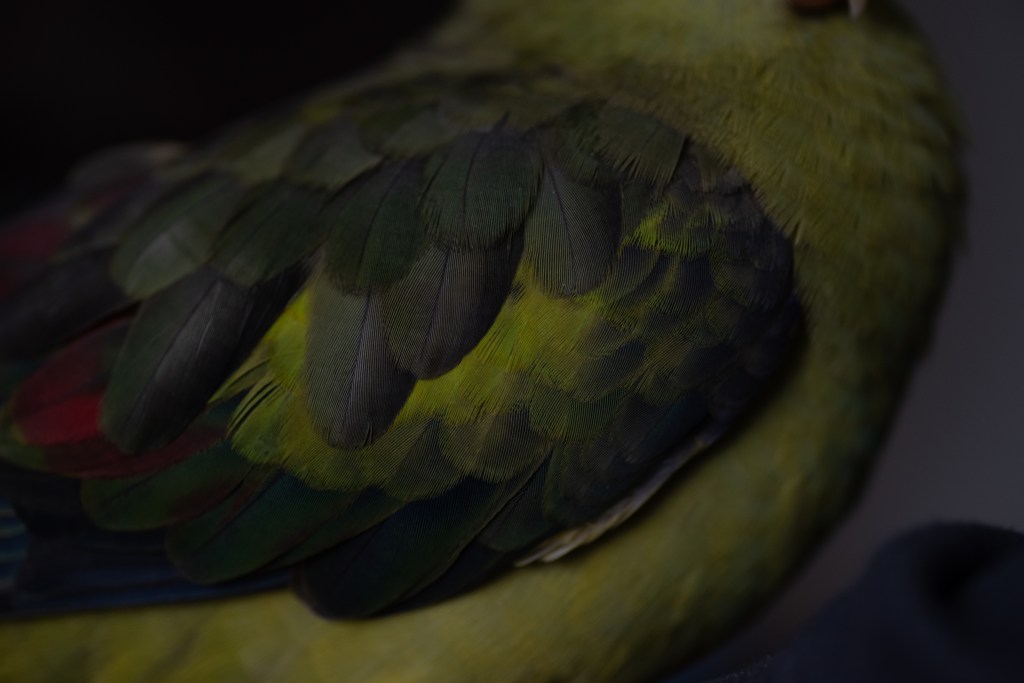 Body of a green bird with different layers of feathers.