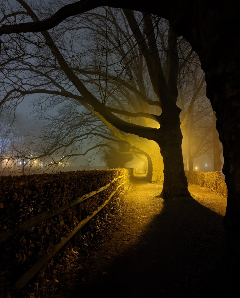 Night photography of a row of trees in the fog. The street light give a yellow hue to the tree "tunnel".