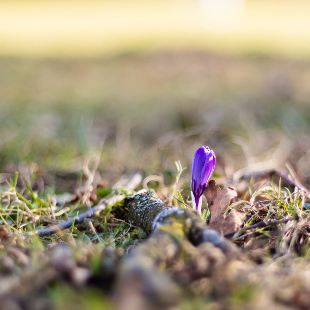 A purple crocus blossom, isolated by shallow depth of field.
