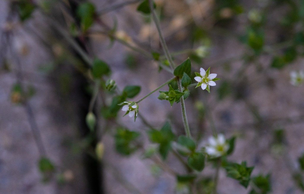 Close-up of a white thyme flower
