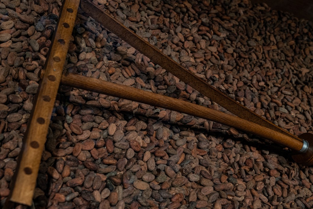 Cocoa beans and a wooden tool, looking a bit like a wooden rake, to spread them