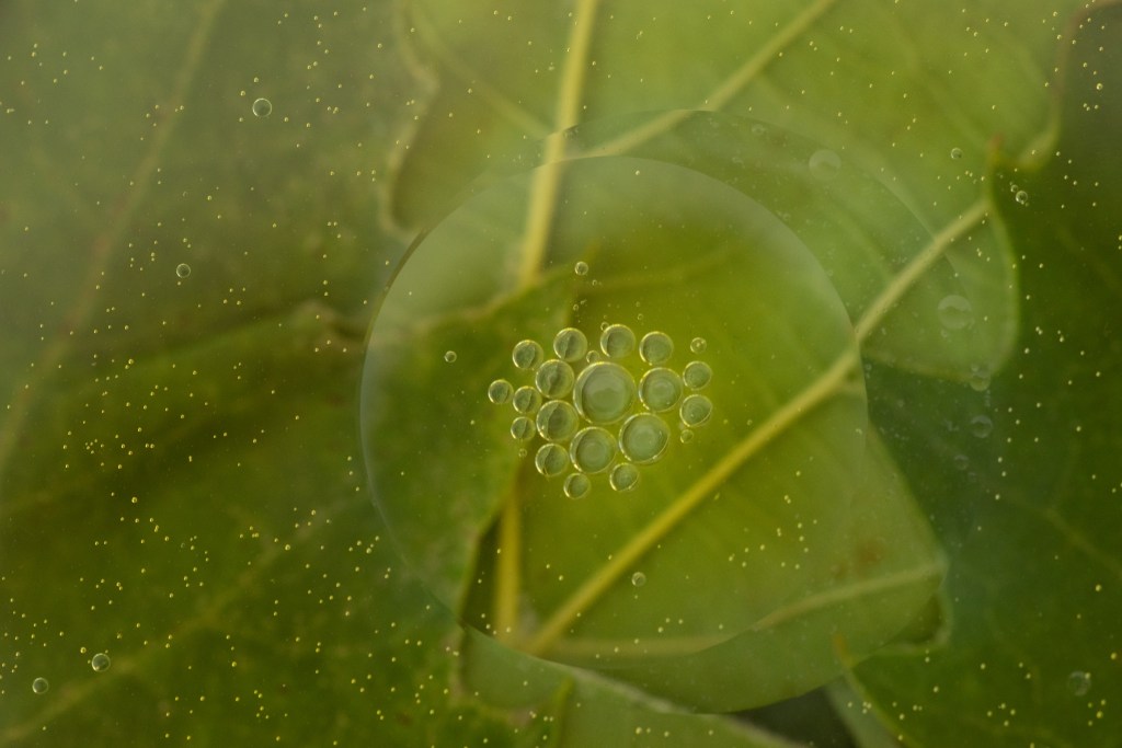 A larger view (uncropped, unedited) of a background of green leaves, with a large oil bubble on top, and smaller bubbles inside the large oil bubble.