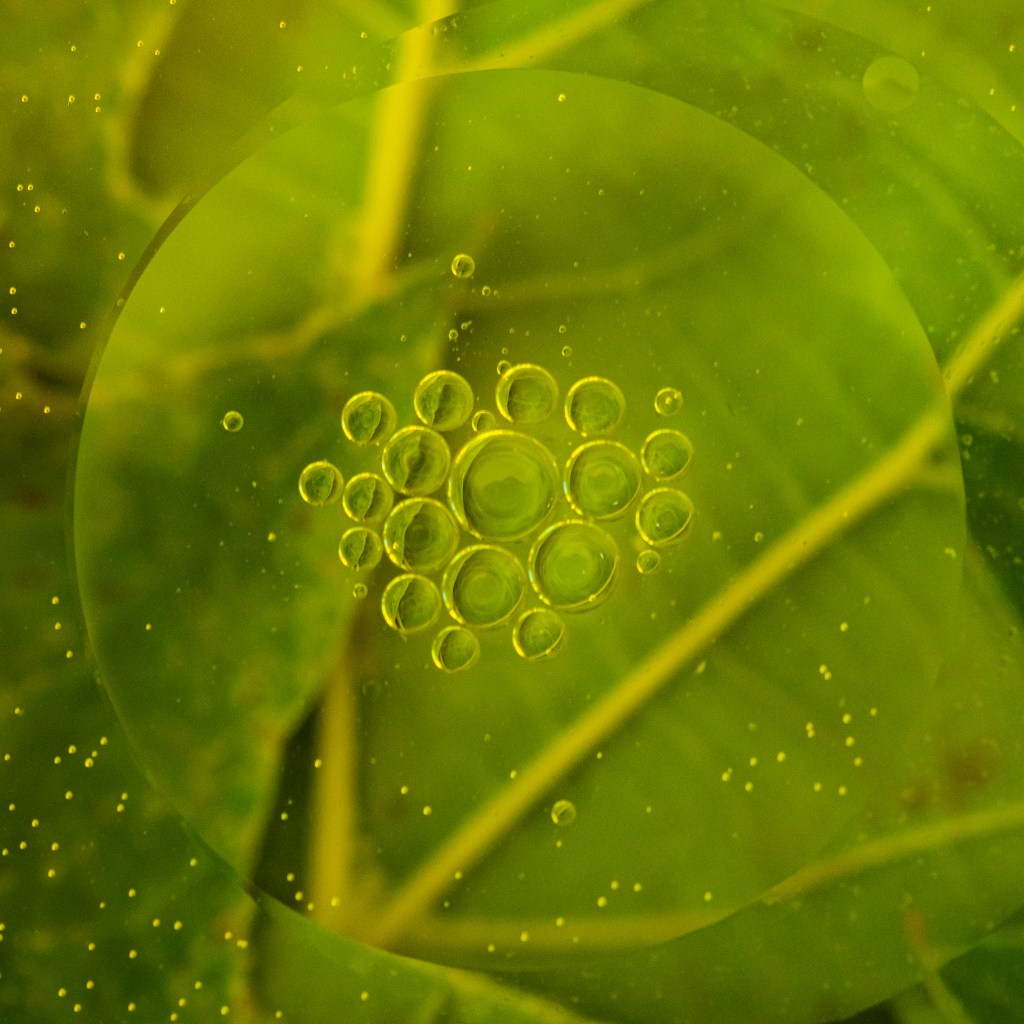 A background of green leaves, with a large oil bubble on top, and smaller bubbles inside the large oil bubble.