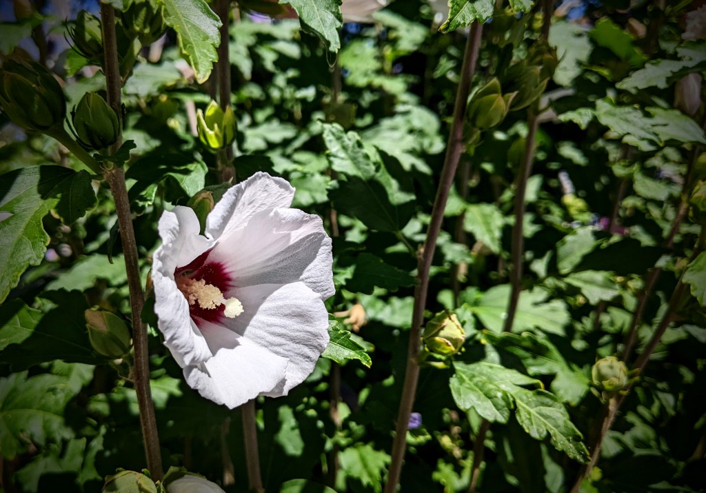 A white flower over a green foliage background. The borders of the image have a heavy dark vignetting.