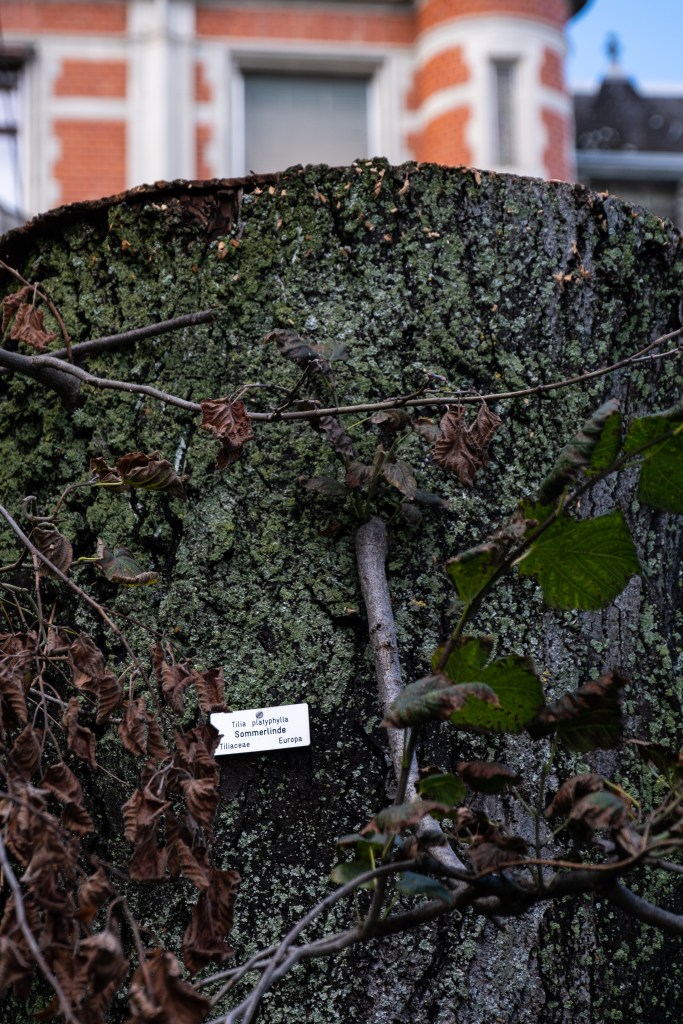 A tree stump with lichen and ivy, seen from the side, with a small metallic sign indicating that it was a Tilia platyphilla, or Sommerlinde (in German), of the Tiliaceae family, growing in Europa. A red brick building is visible in the background at the top of the image, where the tree used to be.