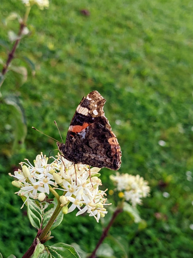 Brown and orange butterfly on a white flower, with a blurry green background.