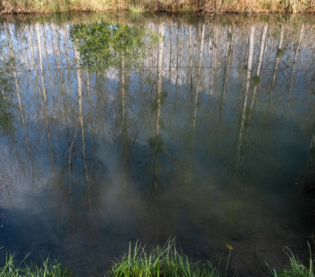 Reflections of large trees in calm water ; the blue sky and the bottom of the water interact visually in somewhat eerie way.