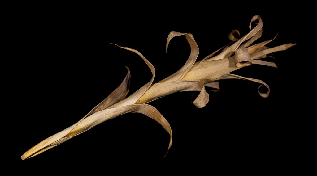 A dry bromeliad flower over a black background. It has a large, curly, dry leaf texture.