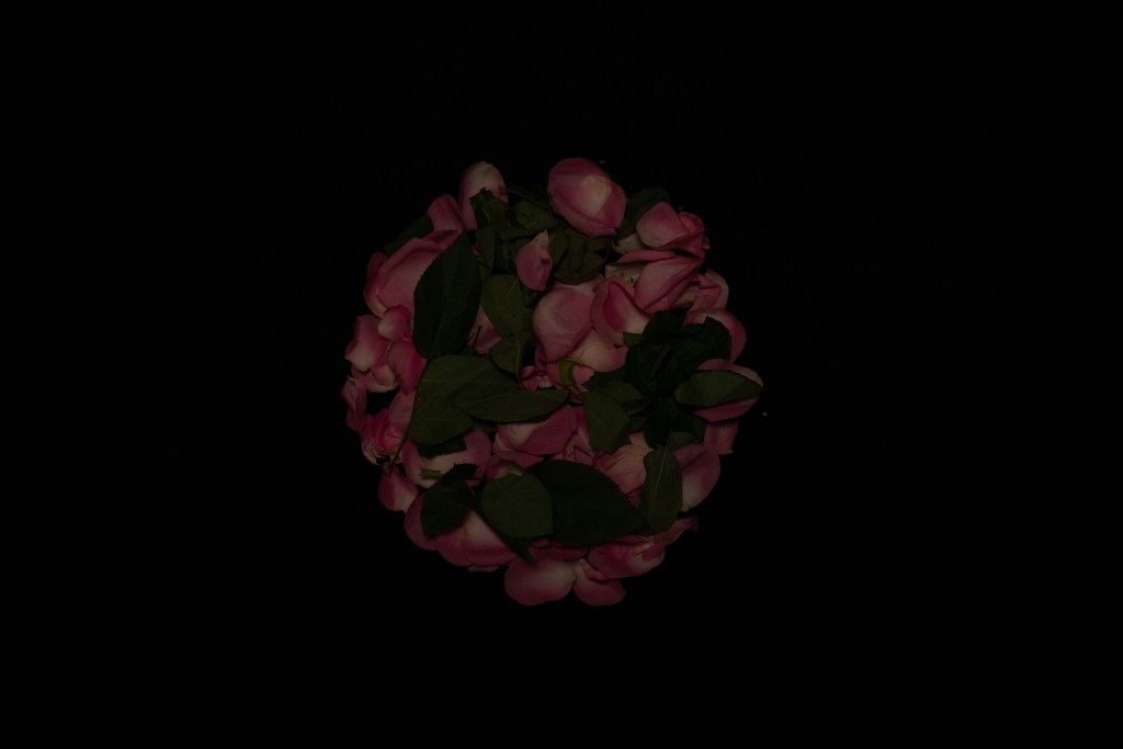 A disk of pink rose petals and green rose leaves centered on a black background. The picture is underexposed.