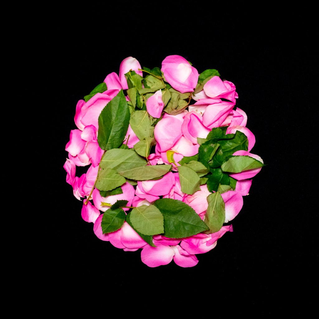 A disk of pink rose petals and green rose leaves centered on a black square background.