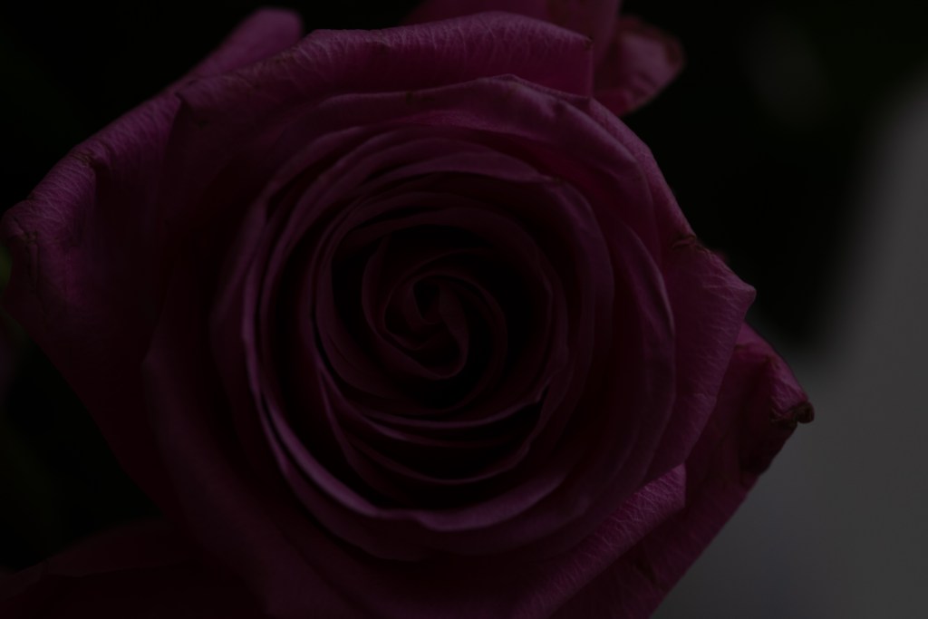 An under-exposed picture of a pink rose