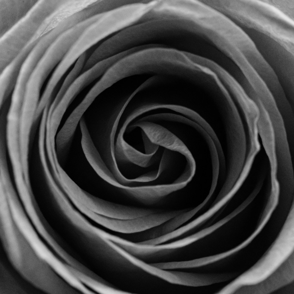 A close-up picture of a rose, centered in a square frame, in black and white