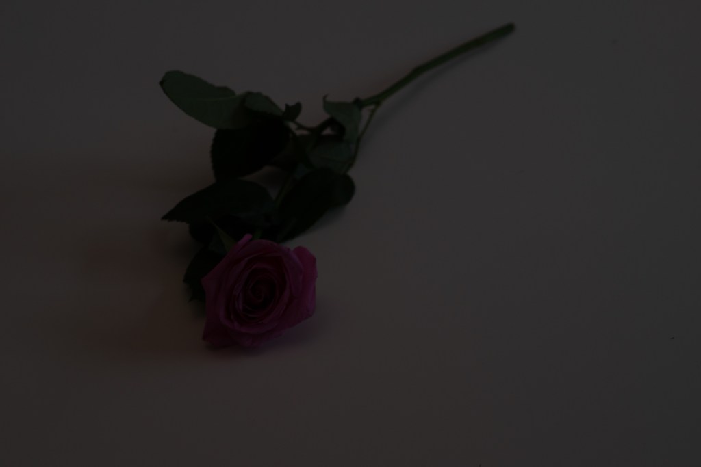An underexposed picture of a rose on a white table