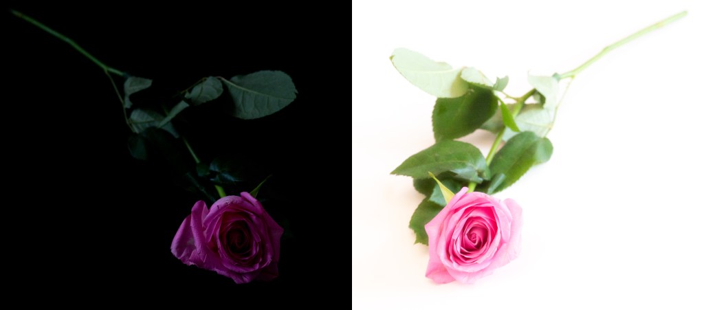 Two images of a rose, side by side, one very dark on a black background, the other one very bright on a white background. Bothe roses look somewhat symmetrical to each other, pointing to the middle-bottom of the whole picture.
