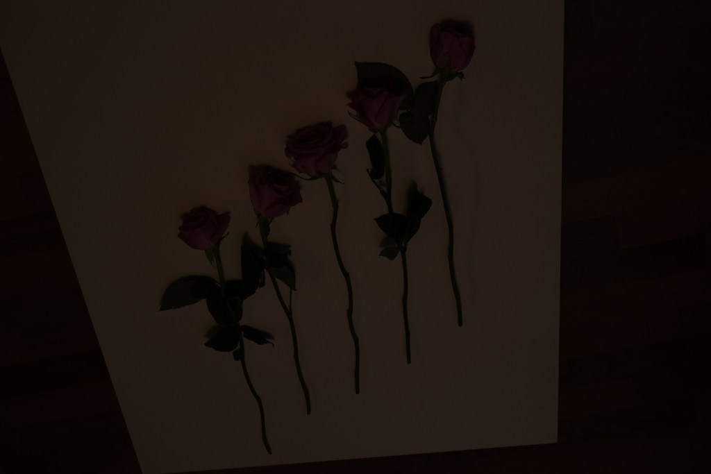 Five roses disposed diagonally on a white table