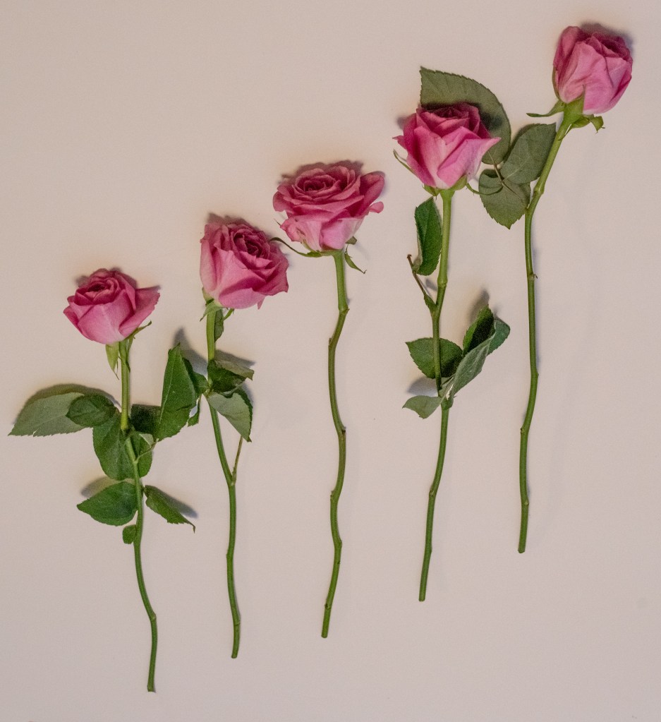 Five roses on a white background, all of them with roughly the same stem length, with the base of their stems positioned on a diagonal line.