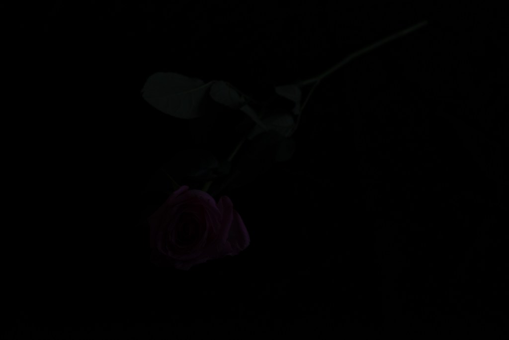 An almost completely black picture, where one might discern some very dark rose petals and leaves.
