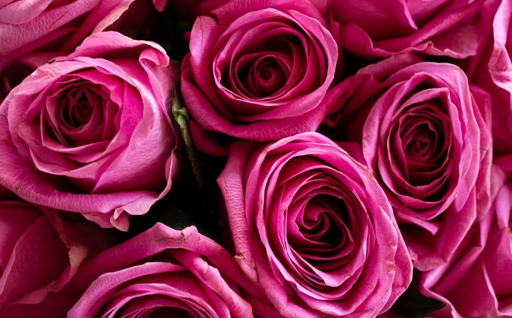 A close up of a pink rose bouquet, where 5 roses are visible (and 5 more are out of frame, but their edges are still there).