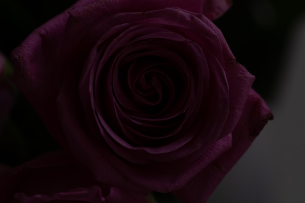 An under-exposed close-up picture of a rose