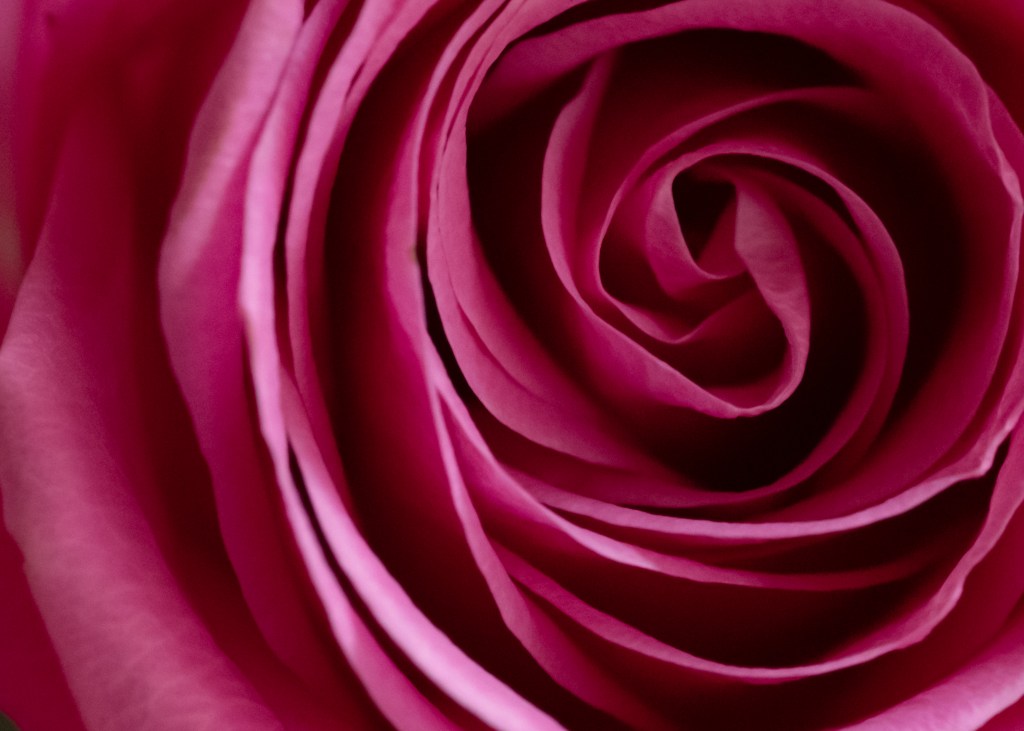 A close-up picture of a rose, off-centered and with the petals forming a spiral aiming at representing the golden ratio.