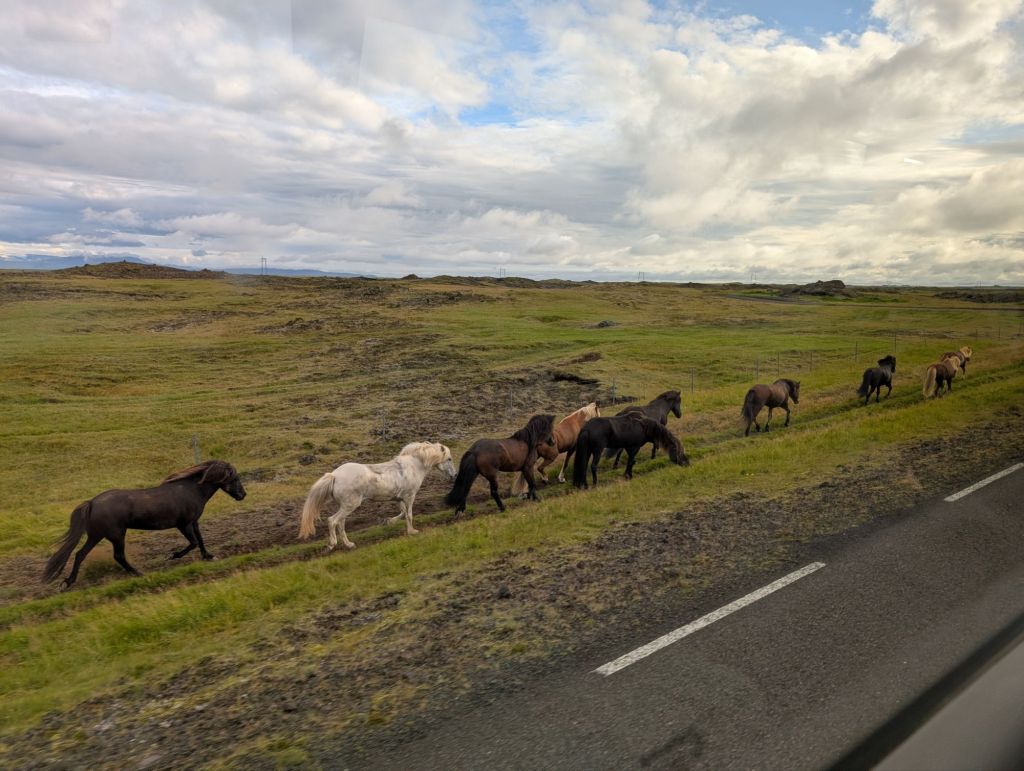 A herd of horses walking between an asphalted road and a green field